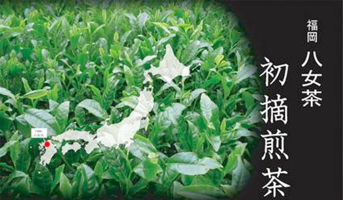 Spitzen Sencha Hatsuzumi 100g grüner Tee